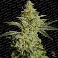 Allkush Feminized