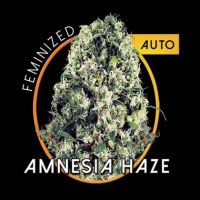 Amnesia Haze Auto