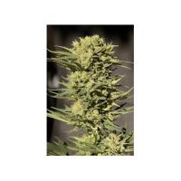 Auto CBD Sugar Gom