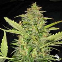 Automatic Lemon Skunk Samen