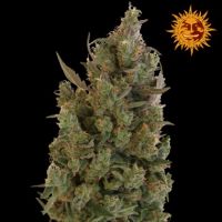 Barneys Farm Blue Cheese Feminized