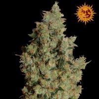 Barneys Farm Tangerine Dream