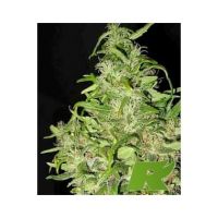 Black Honey Haze Feminized