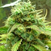 Blackjack Feminized