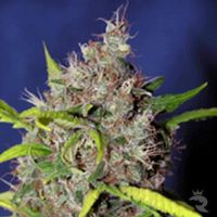 Blueberry Bud Feminized