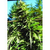 Blueberry Headband Feminized