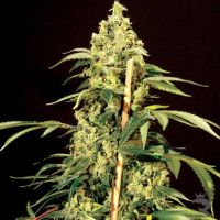 Bulldog Samen Jack Herer Feminised