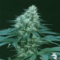 Cannabiogen Samen Caribe