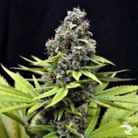 CBD Shark Feminized