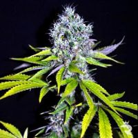 CBD Yummy Feminized