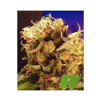 Ceres Samen Orange Bud Feminized