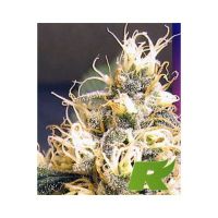 Ceres Skunk Feminized