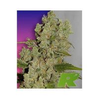 White Widow Feminized