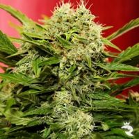 Chronic Ryder Autoflowering Feminised Samen