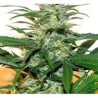 Citral Skunk Female