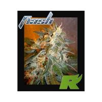 Cobra Feminized