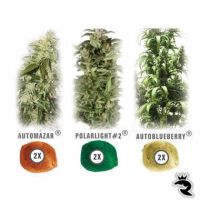 Colour Mix 6 Autoflowering