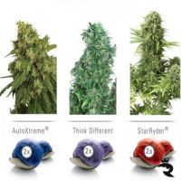 Colour Mix 7 Autoflowering