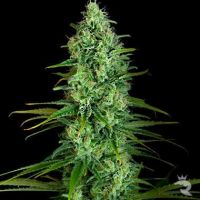 Critical Jack Feminized