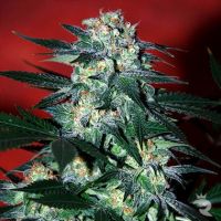 Delirium Feminized