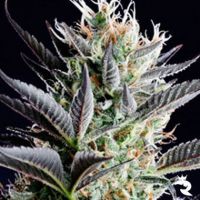 Dutch Blue Automatic Female