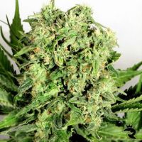 Dutch Cheese Feminized