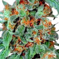 Dutch Passion Orange Bud Feminized