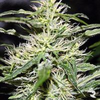 Dutch Quality Samen Jack Herer Feminised