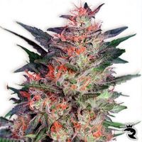 White Widow Feminized