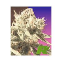 Easy Rider Feminized