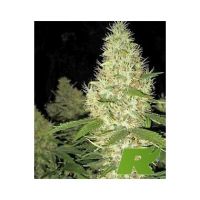 Goldfinger Feminized