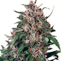 Hollands Hope Feminized