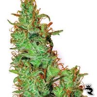 Jack Herer