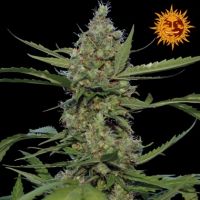 Laughing Buddha Feminized