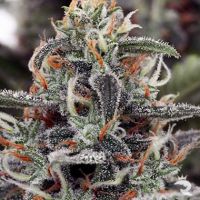 White Widow Feminized