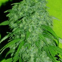 Nevilles Haze Female