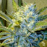 Nirvana Samen Blue Mystic Feminised