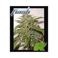 Nirvana Sky Super Feminized