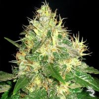 Northern Light Blue Feminized