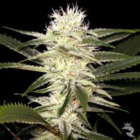 Original Amnesia Feminized