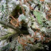 Paradise Samen Indica Mix