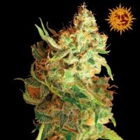 Red Dragon Feminized