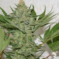 Resin Samen Critical Haze Feminized