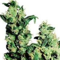 Sensi Samen Jack Herer