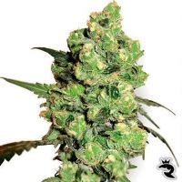 Sensi Samen Super Skunk Feminized