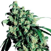 Sensi Samen Super Skunk