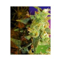 Skunk Haze Feminized