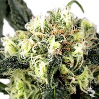 SnowBud Feminized