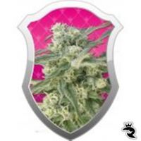 Special Queen #1 Feminized