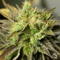 Strawberry D-Lite Feminized